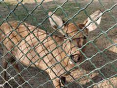 -宿豫区运河湾森林动物园