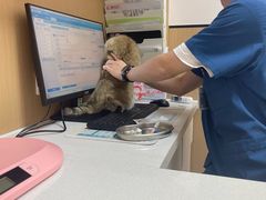 -瑞派康怡24h宠物医院·犬猫医疗中心·微创绝育(瑞景分院)
