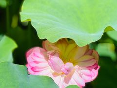 -陈家山荷花公园