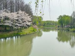 -顾村公园