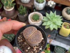 -秦美花卉(天朗·莱茵小城2期店)