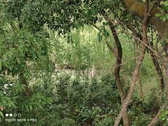 -大湾区中央湿地公园