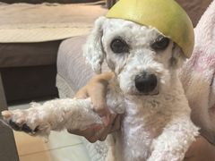 -BABIT巴比特宠物(MOMOPARK店)