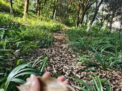 -铁山坪森林公园