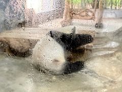 -海南热带野生动植物园