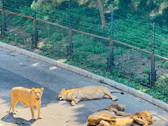 -大连森林动物园