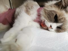 -爱侣宠医·鹦鹉专科·小型哺乳类·异宠专科(灵石路店)