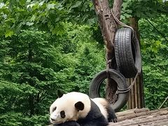 -都江堰中华大熊猫苑