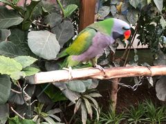 -南宫五洲植物乐园