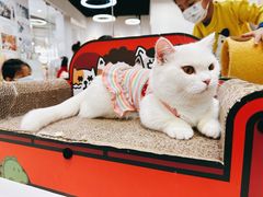 -COLOR PETS 撸猫馆·购猫·猫咖(长风大悦城店)