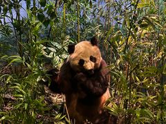 -陕西自然博物馆