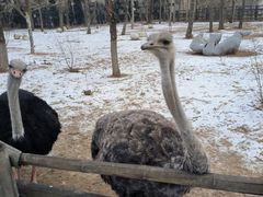 -大连森林动物园