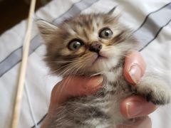 -猫色咖啡·猫咖
