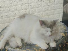 -平行世界·猫咖(首经贸店)