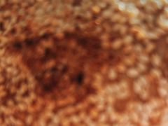 -老诚一锅羊蝎子(垡头店)