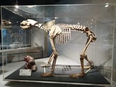 -北京周口店北京人遗址博物馆