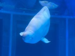 -上海海昌海洋公园-冰山北极馆