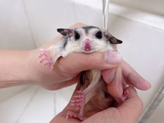 -悠尼宠物·独立低压伊珊娜洗护·美容·寄养(兰谷路店)