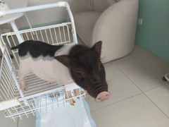 -怪兽屋·羊驼·猫咖·狗咖(俊华广场店)