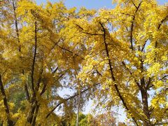 -三里屯东五街银杏大道