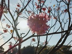 -深圳湾公园(南山区)