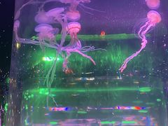 -太奥幻太奇海洋馆