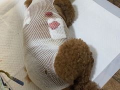 -瑞派福兴宠物医院犬猫全科·骨科·中西医结合(河东店)