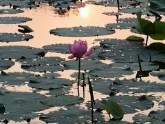 -新江湾城公园