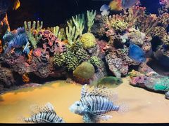 -上海海洋水族馆