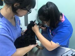 -哆趣宠物医院·眼科·内镜·急重症转诊中心(上海店)