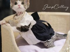 -山宅一喵德文卷毛猫舍