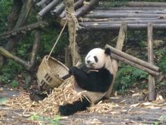 景点-成都大熊猫繁育研究基地