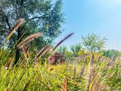 -永定河休闲森林公园