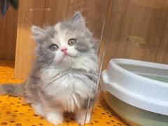 -欣宠猫屋·矮脚拿破仑·蓝金金渐层