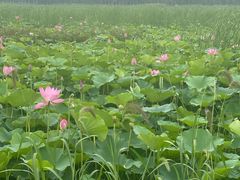-西青郊野公园