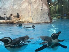 -帝企鹅自助餐厅•儿童岛•真企鹅(长隆企鹅酒店)