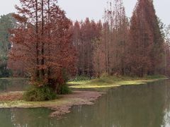 -桤木河湿地公园