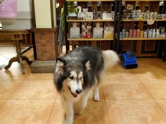 -more than meow吴止猫主题餐厅(承德 中船汇店)