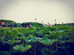-东郊湿地公园