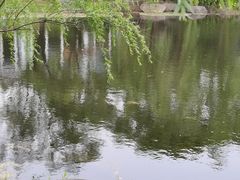 -苏州金鸡湖大酒店