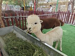 -哈密回王府景区