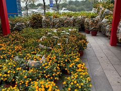 -长洲岛