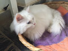 Anne猫窝咖啡屋-Anne猫窝咖啡屋