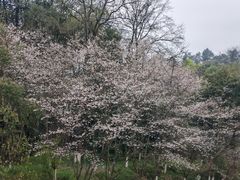 -常德桃花源景区
