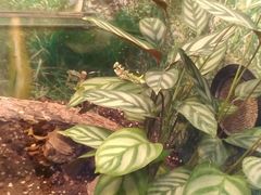 -上海大自然野生昆虫馆