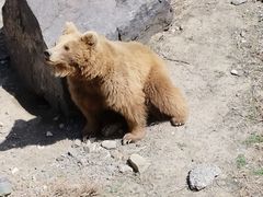 -新疆天山野生动物园