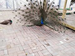 -长白岛森林公园