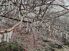-求雨山文化公园