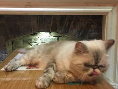 -猫色咖啡·猫咖