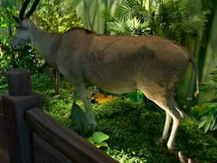 -西霞口神雕山野生动物世界